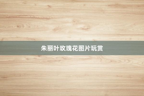 朱丽叶玫瑰花图片玩赏